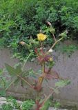 Sonchus oleraceus