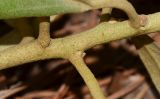 Lagunaria patersonia