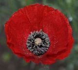 Papaver rhoeas