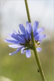 Cichorium intybus