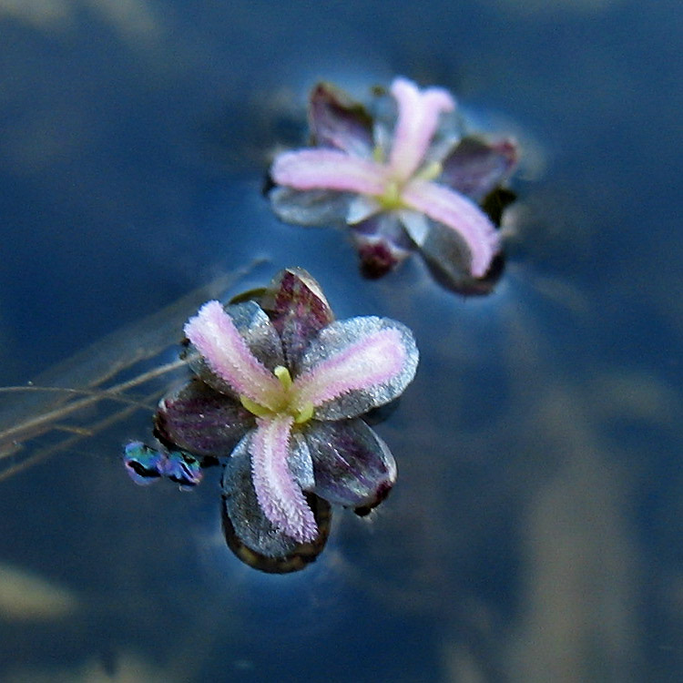 Изображение особи Elodea canadensis.