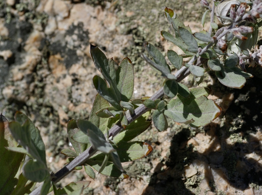 Изображение особи Artemisia saitoana.