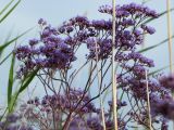 Limonium gmelinii. Верхушка цветоноса в цвету. Алтайский край, Кулундинский р-н, между сс. Златополь и Орлеан; Центральная Кулунда, восточная кромка котловины оз. Джира, мокрый гидроморфный однолетнесолянковый (в комплексе с обионовым) солончак на плоском озёрном днище, в переходной зоне между сором и тростниковым займищем на периферии. 22 июля 2011 г.