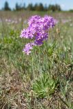 Primula farinosa