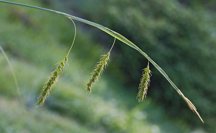 Изображение особи Carex arnellii.