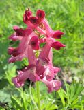 Corydalis buschii. Верхушка цветущего растения. Приморский край, Уссурийский городской округ, окр. с. Каймановка, в смешанном лесу. 17.05.2010.