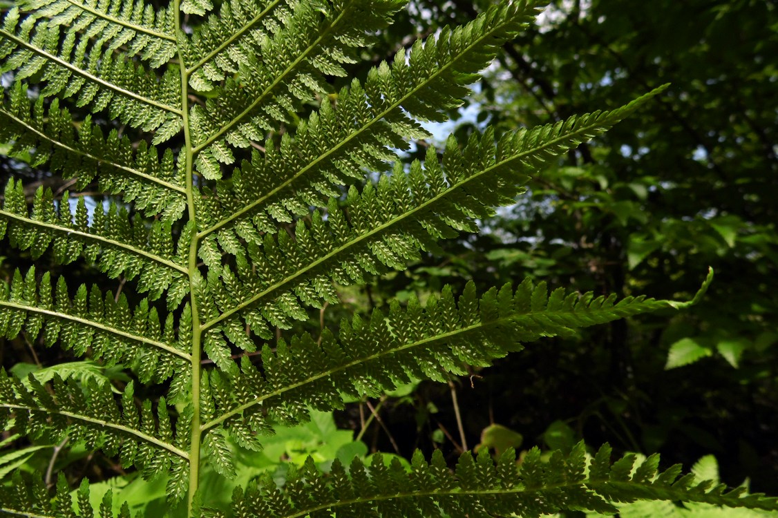 Изображение особи Athyrium filix-femina.