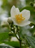 род Philadelphus