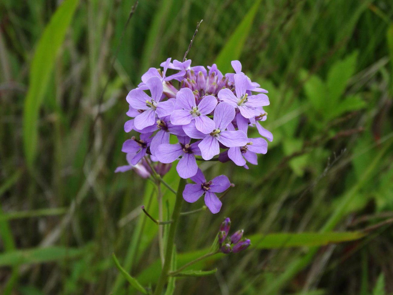 Изображение особи Dontostemon dentatus.