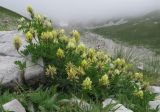 Astragalus freynii. Куртина цветущих растений. Адыгея, Кавказский биосферный заповедник, Фишт-Оштенский массив, высокогорное плато на юго-восточном склоне горы, выс. ≈ 2200 м н.у.м., каменистая россыпь. 13.08.2016.