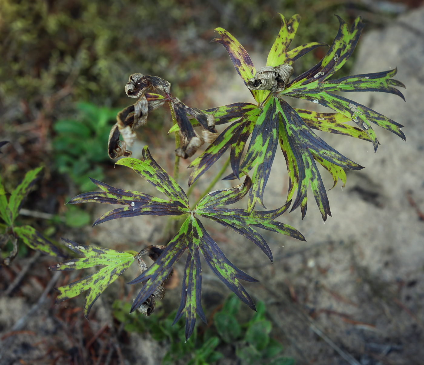 Изображение особи Pulsatilla patens.