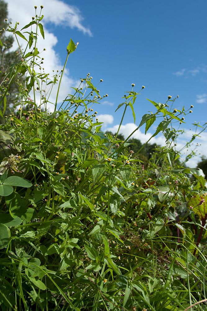 Изображение особи Galinsoga parviflora.