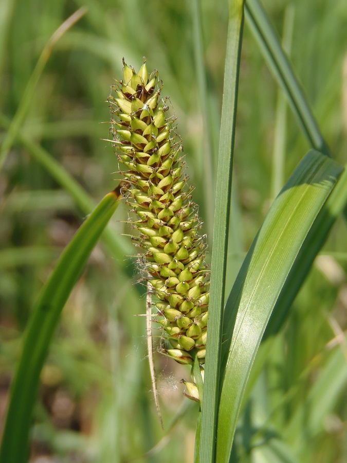 Изображение особи Carex riparia.