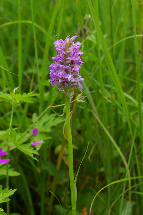 Изображение особи Dactylorhiza baltica.