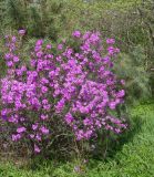 Rhododendron sichotense. Цветущее растение. Приморский край, г. Владивосток, Ботанический сад-институт ДВО РАН. 14.05.2010.