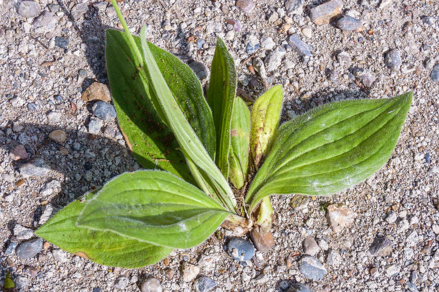 Изображение особи Plantago media.