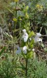 Salvia scabiosifolia. Верхушка соцветия. Крым, Керченский п-ов, Опукский заповедник. 01.06.2017.