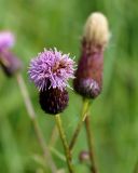 Cirsium setosum. Соцветие. Якутия, ГО г. Якутск, с. Ст. Табага, пустырь. 02.08.2016.