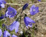 Campanula rotundifolia