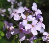 Hesperis matronalis. Цветки. Республика Адыгея, окр. пос. Победа, окр. Монашеского Бугра, перелесок. 30.04.2018.