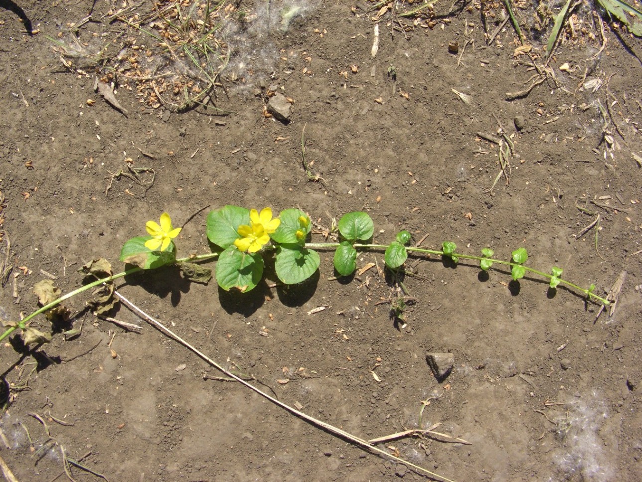 Изображение особи Lysimachia nummularia.