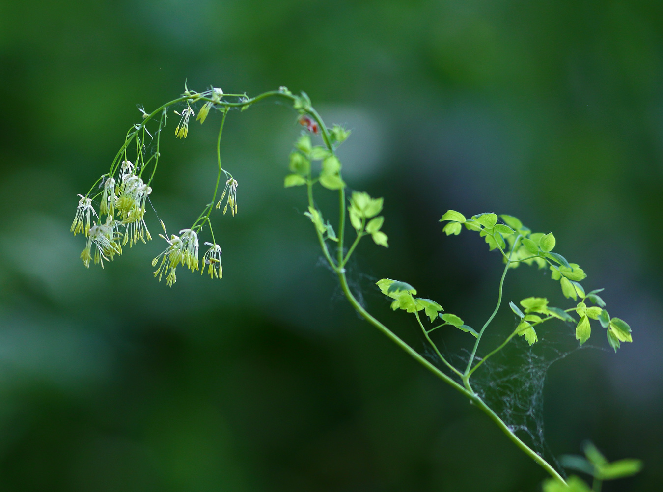 Изображение особи Thalictrum minus.