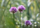 Allium schoenoprasum. Верхушки побегов с соцветиями. Ленинградская обл., Выборгский р-н, побережье Финского залива, приморский луг на песчаном пляже. 16.06.2018.