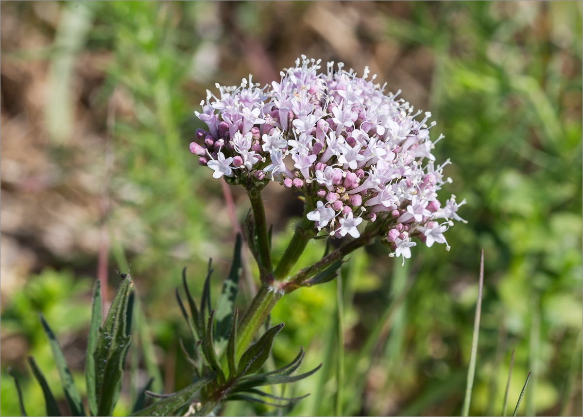 Изображение особи Valeriana salina.