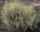 Atriplex cana