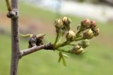 Pyrus regelii