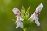 Stachys atherocalyx. Цветки. Республика Адыгея, Майкопский р-н, окр. с. Новопрохладное (Сахрай), прав. берег р. Сахрай, горный луг, 630 м н.у.м. 28.05.2019.