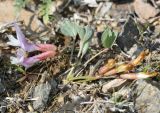 Astragalus подвид coloratus