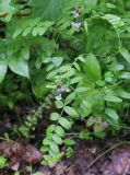 Vicia sepium