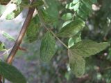 Gleditsia triacanthos