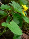 Viola biflora. Побег с цветком. Пермский край, подножие Вогульского камня, смешанный лес, долина р. Жигалан, под скалой. 30.06.2010.