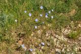 Linum austriacum. Цветущее растение. Крым, Ленинский р-н, с. Новоотрадное, подножие степного склона. 10.05.2021.