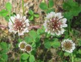 Trifolium repens