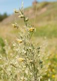 Artemisia jacutica. Верхушка цветущего растения. Республика Саха (Якутия), Хангаласский улус, Мальжагарский 2-й наслег, окр. с. Улахан-Ан, остепнённый берег р. Лена. 31.07.2023.