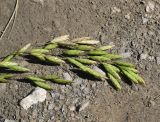 genus Bromus