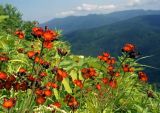 Pilosella aurantiaca. Верхушки растений с соцветиями. Южный Сахалин, хр. Сусунайский, гора Чехова. 28.07.2006.