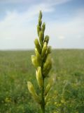 Astragalus asper. Соцветие. Украина, Херсонская обл., Новотроицкий р-н, о-в Чурюк, уроч. Узгуя, Азово-Сивашский национальный природный парк, степь. 11.05.2011.