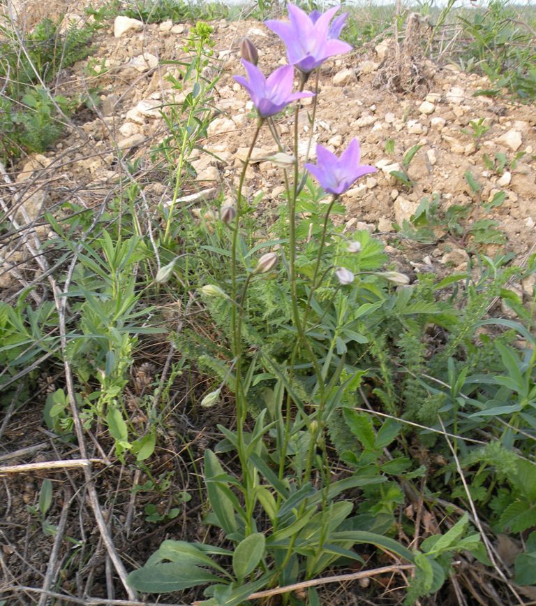 Изображение особи Campanula wolgensis.