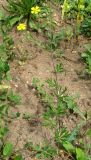 Potentilla argentea