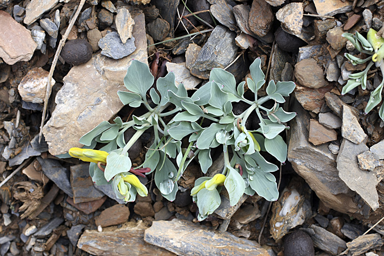 Изображение особи Corydalis sewerzowii.