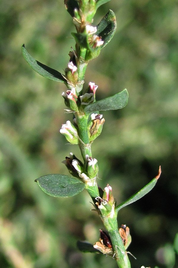 Изображение особи Polygonum arenastrum.