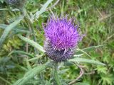 Cirsium polonicum. Соцветие. Курская обл., Железногорский р-н, окр. сл. Михайловка. берег р. Свапа. 16 августа 2006 г.