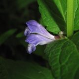 Scutellaria galericulata