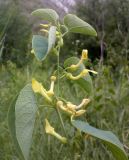 Aristolochia clematitis. Цветущее растение. Луганская обл., Краснодонский р-н, меловые холмы возле пгт Новосветловка. 27.06.2012.