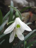 Galanthus cilicicus