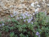 Thymus moldavicus